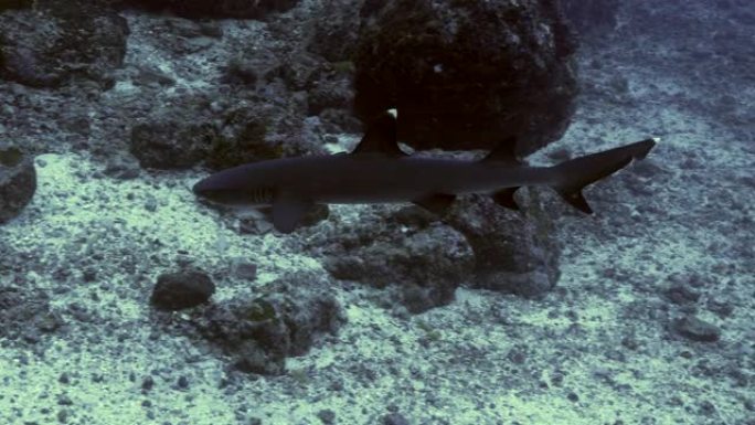 Whitetip礁鲨，哥斯达黎加科科斯岛的水下生活水肺潜水