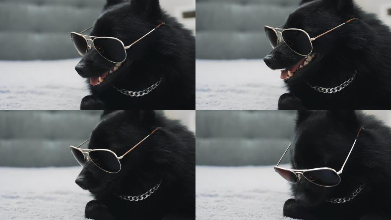 戴眼镜的Schipperke狗。暴徒的生活理念。