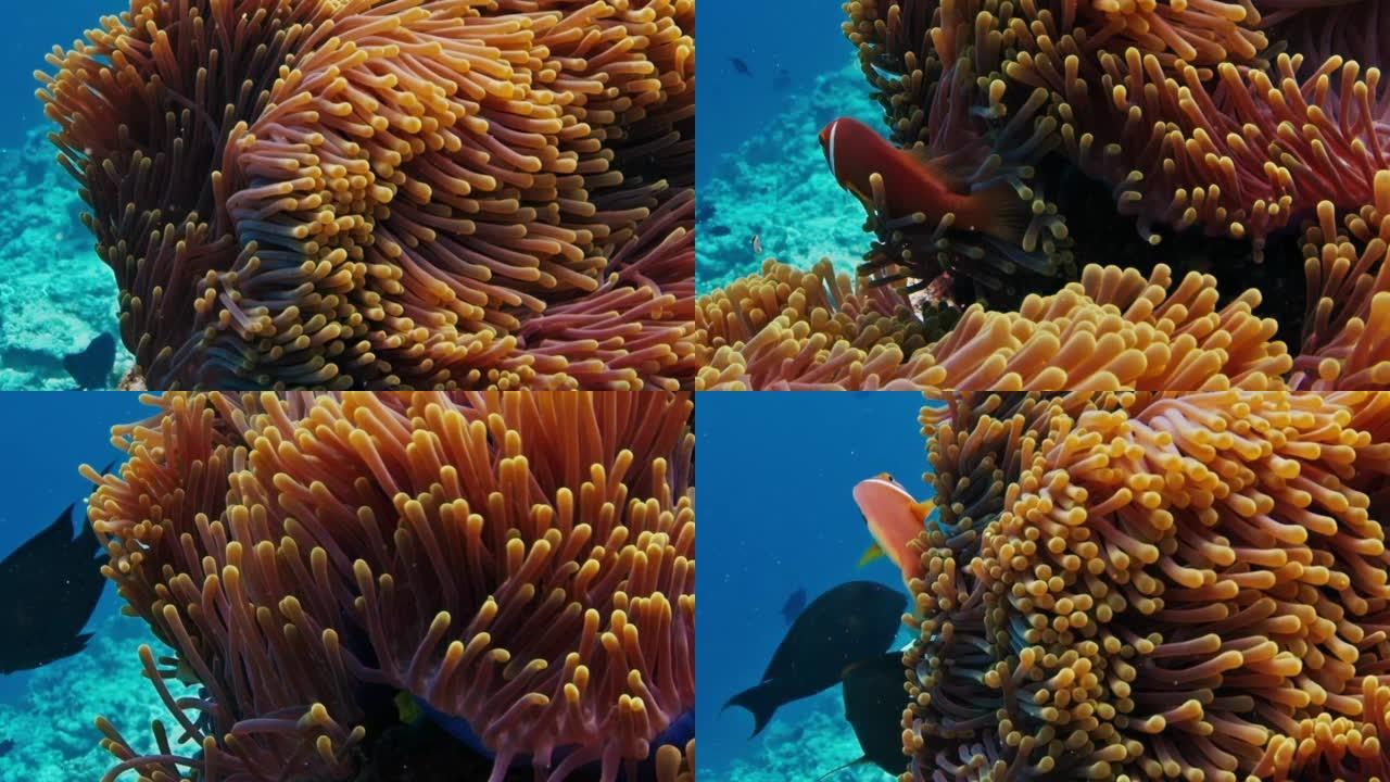 海葵和小丑鱼。珊瑚礁的水下视图，海葵在水流中挥舞，小丑鱼在附近游泳