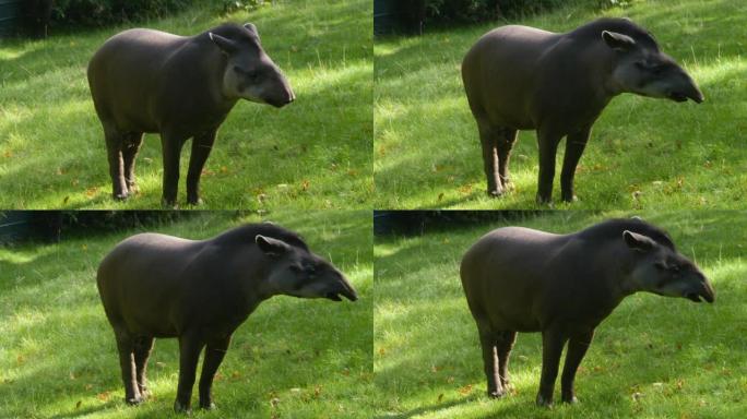 tapir的特写