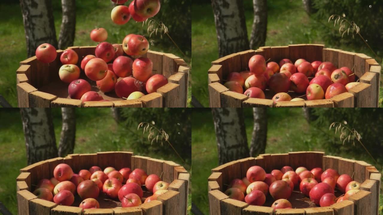 红苹果掉下来