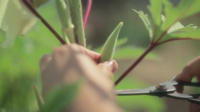 园丁用家庭花园的剪刀切割秋葵植物