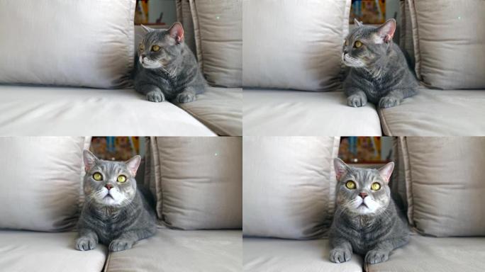 沙发上的英国短毛猫肖像