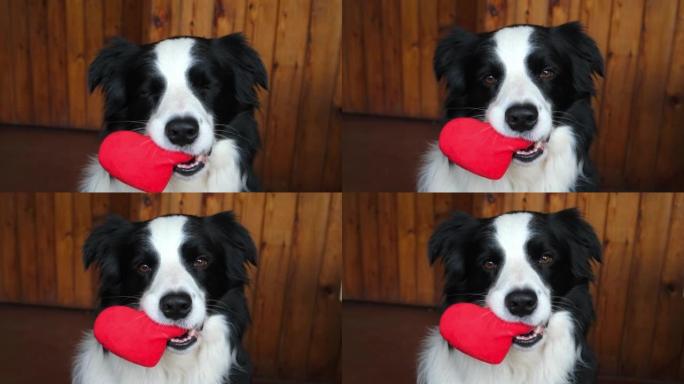 圣情人节概念。有趣可爱的小狗边境牧羊犬嘴里抱着红色的心，在家室内背景。可爱的爱狗在情人节送礼物。