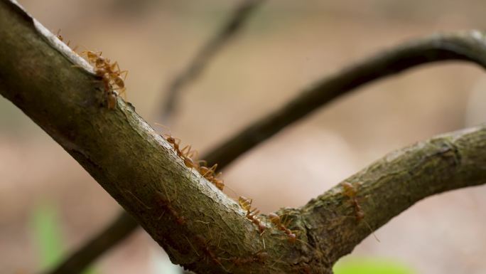 树上的蚂蚁大军