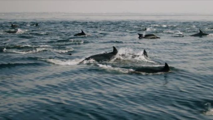 一群海豚跃过海水4K 48FPS慢镜头