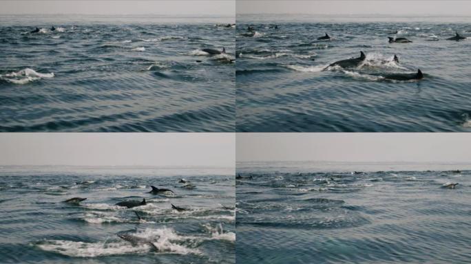 一群海豚跃过海水4K 48FPS慢镜头