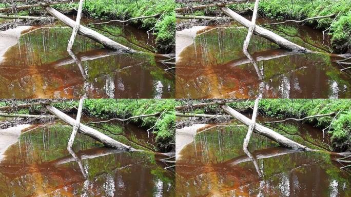 河狸在河流或溪流上竖立的海狸水坝，以防止捕食者并促进冬季觅食。坝体材料为木、枝、叶、草、淤泥、泥、石