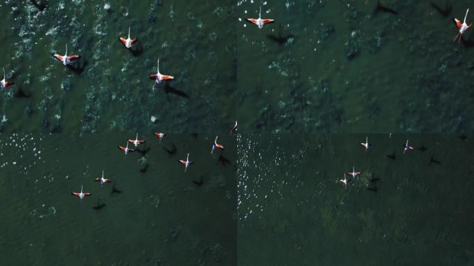 一群粉红色的唯美火烈鸟动物群开始在浅泻湖水面上飞翔，翅膀和腿在移动。在意大利托斯卡纳，空中无人机异国