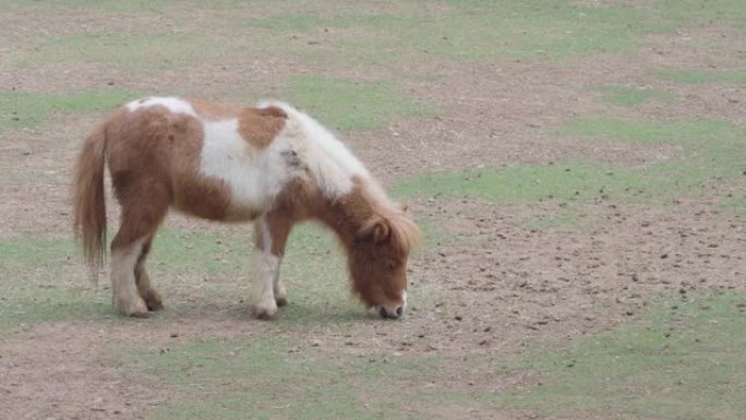 棕矮马在农场吃草农村饲养业畜牧业大草原马