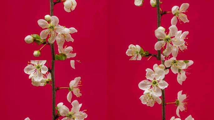 野生梅花盛开并在红色背景下旋转，以horisontal格式延时4k视频。核果花开在春天。以弧形的方式