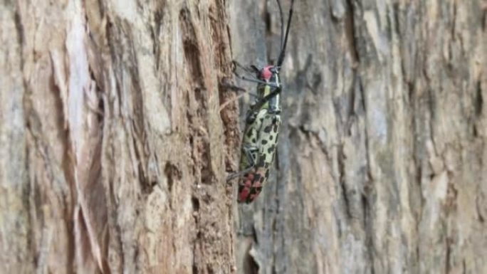 长角甲虫