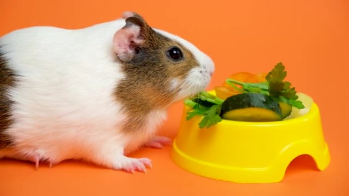 有趣的小豚鼠咀嚼香菜在橙色背景