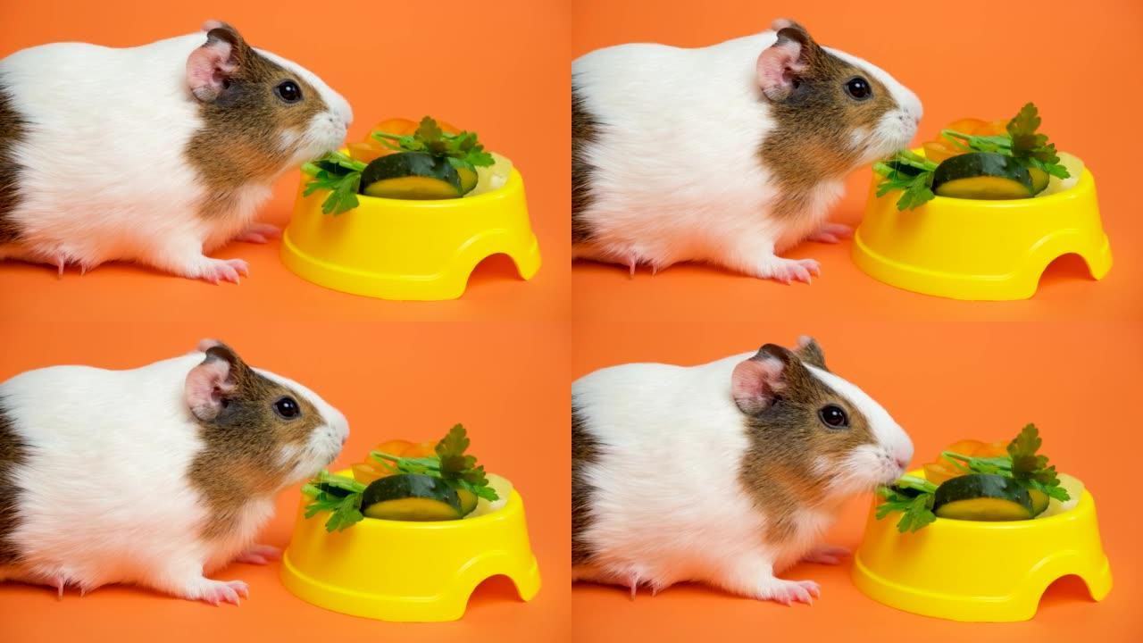 有趣的小豚鼠咀嚼香菜在橙色背景