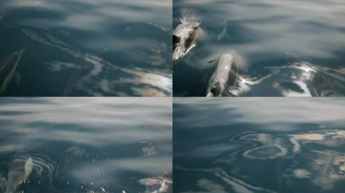 一群海豚从4K以上48帧的慢速摄影跳出水面