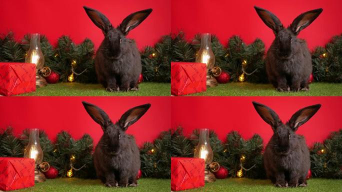 黑色兔子符号2023年，圣诞节