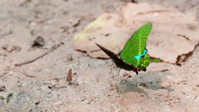带状孔雀蝴蝶仍在热带森林中舔盐，而小蝴蝶在潮湿的土壤中，美丽的大自然