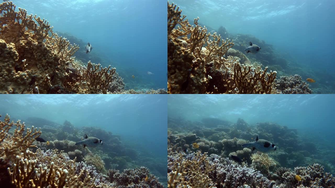 假面河豚在珊瑚礁游泳，慢动作