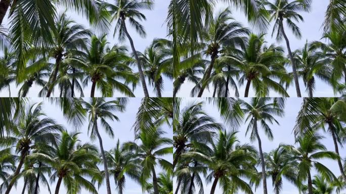 椰子树。椰子树