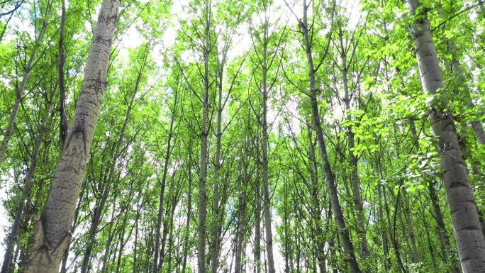 森林氧吧森林避暑 休闲时光康养 康养悠然