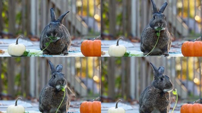 小灰兔样本在秋天的场景中与南瓜slo mo