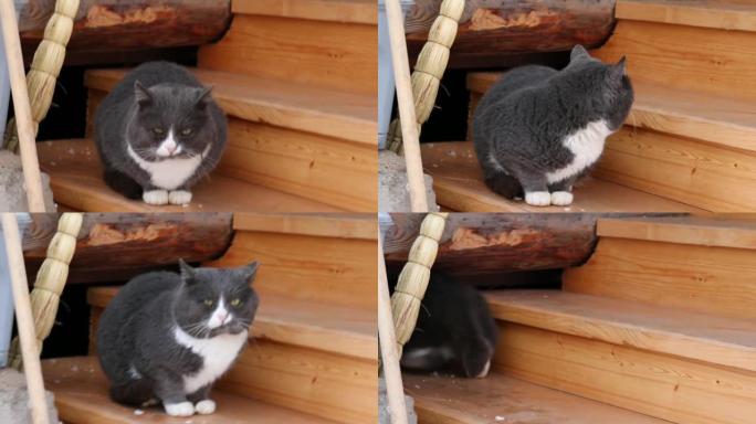 村庄门廊台阶上的灰猫害怕了，逃跑了