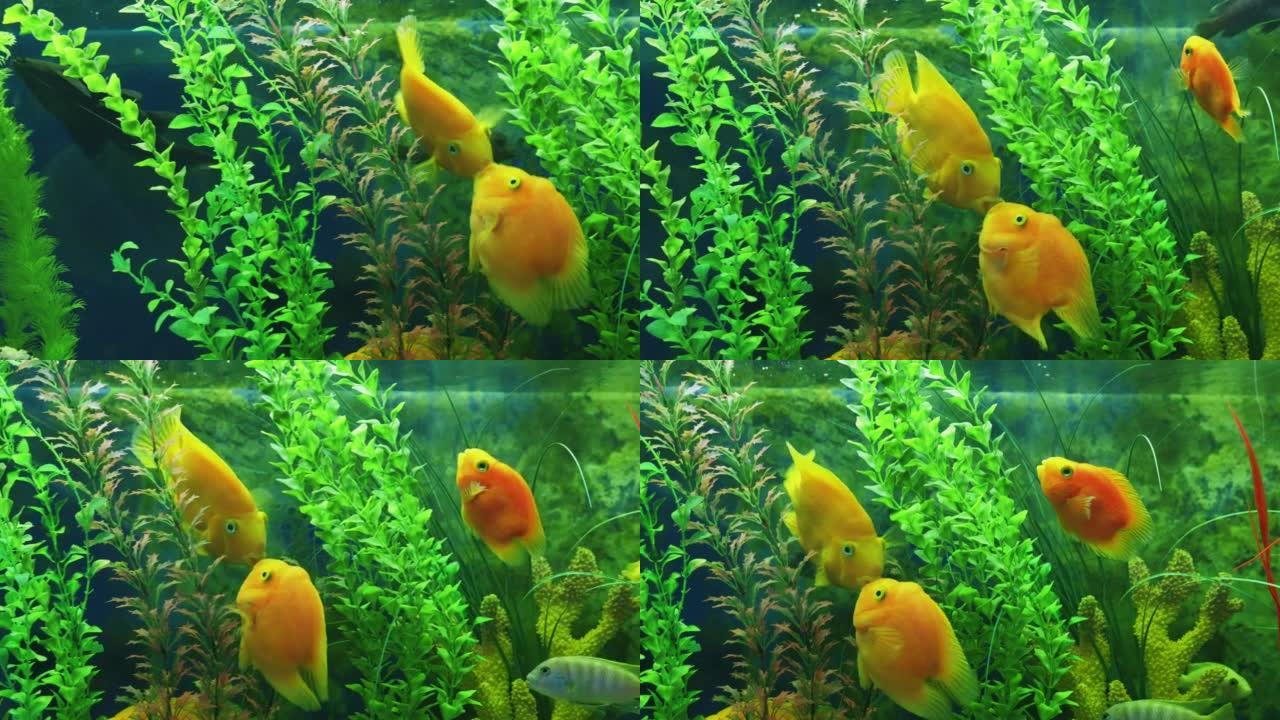 可爱的黄色鱼接吻黄鱼
