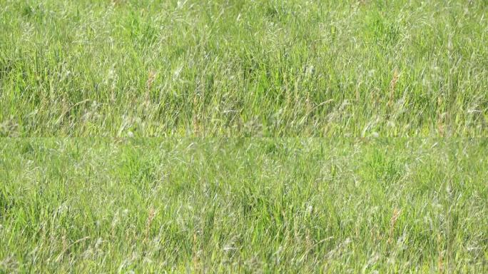密苏里草原上风中轻轻吹来的干草场的4k渲染