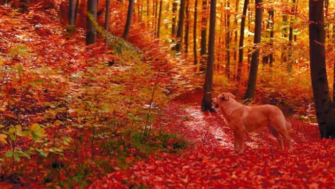 罗马尼亚阿尔杰什县秋天五颜六色的森林里可爱的狗