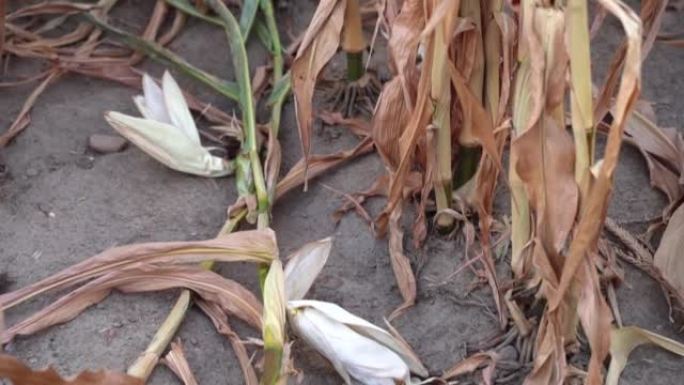 作物歉收、危机和干旱期间的玉米农田。炎热的夏天干棒和茎。全球粮食危机概念。
