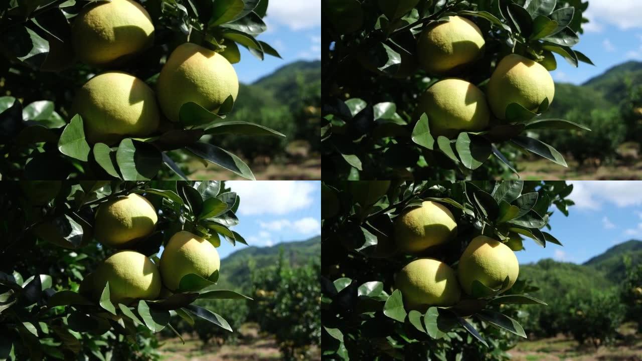 柚子树上成熟的葡萄柚