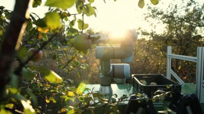 农业机器人，带有在果园收获青苹果的机械臂