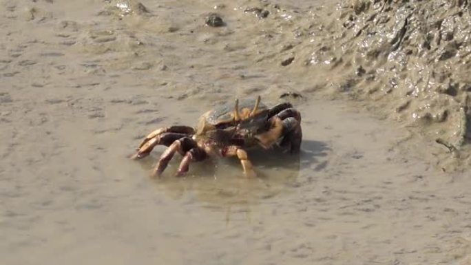 螃蟹在潮湿的地面上寻找食物