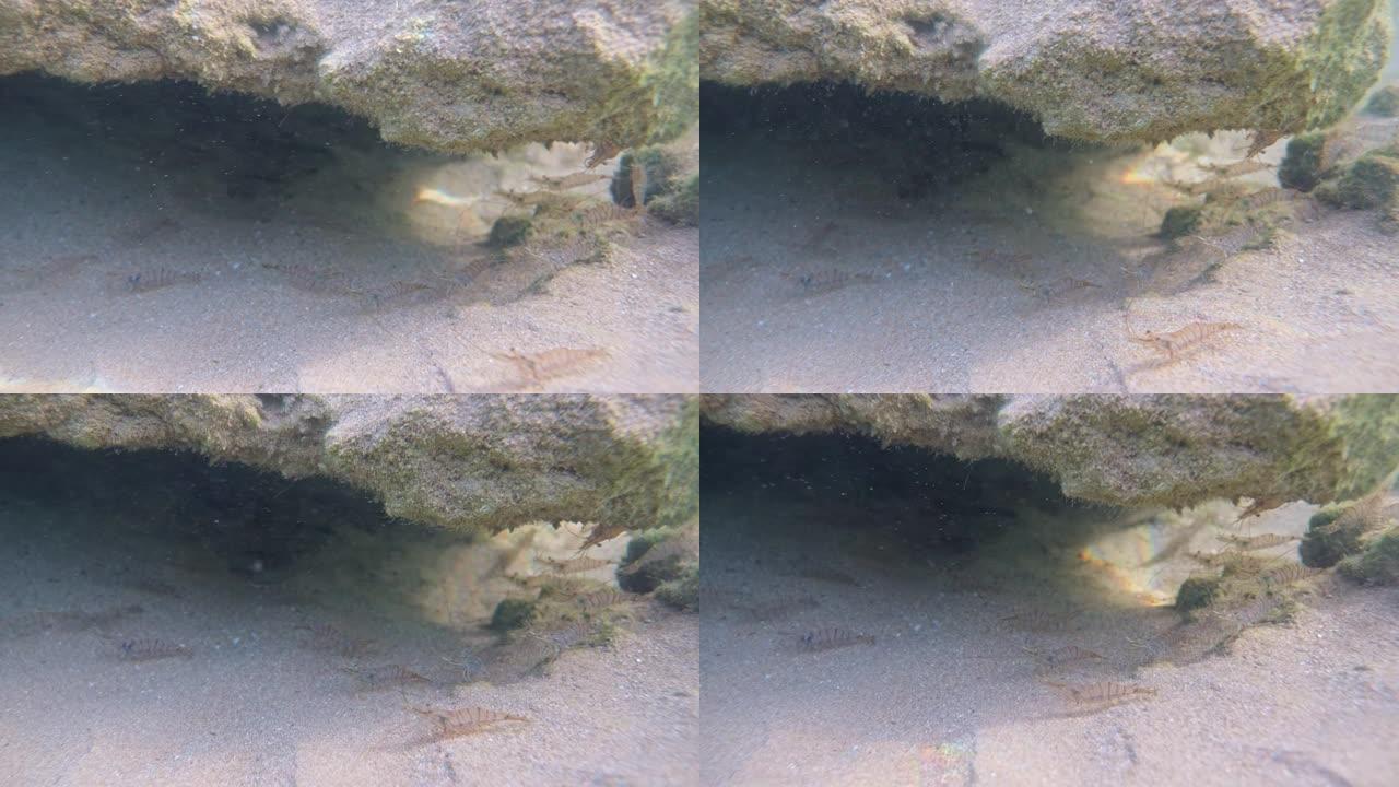 虾沿着沙底漫步。藏在岩石下的章鱼。稍微浑浊的水。阳光在岩石和沙质海底闪烁。版本5