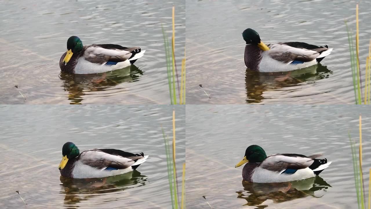 池塘里的一只鸭子在刷羽毛。