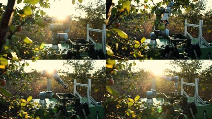 农业机器人，带有在果园收获青苹果的机械臂