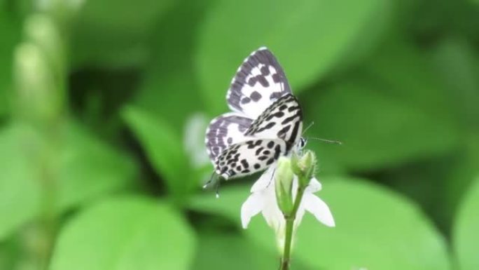 常见的粉蝶，灰蝶科