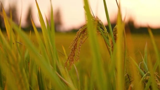 收获季节稻田里的金穗。