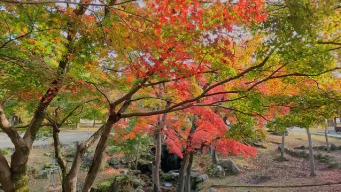 奈良公园的秋天色彩