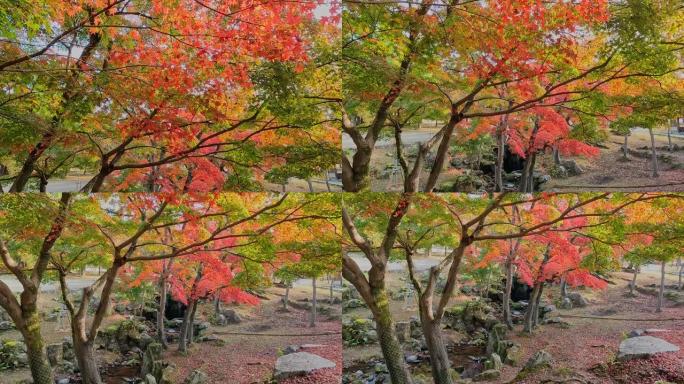 奈良公园的秋天色彩