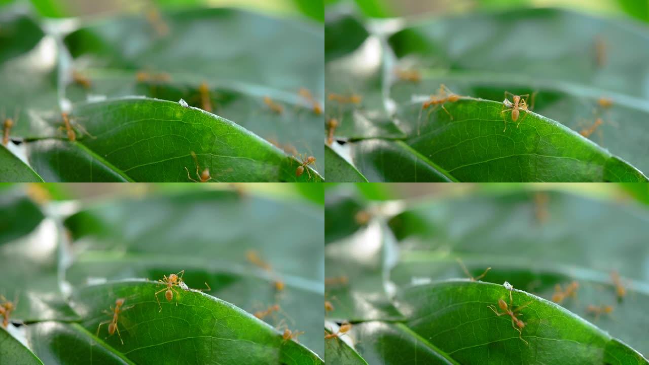 蚂蚁的生命周期和工作的统一，蚁群宏观的团队合作