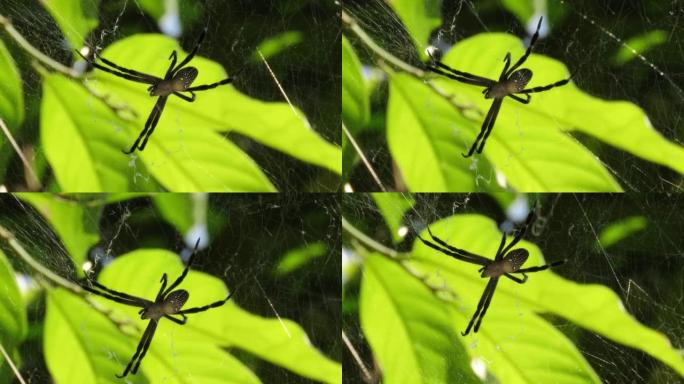 黄蜂蜘蛛，Argiope bruennichi