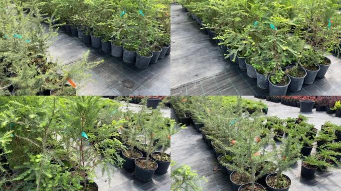 在户外花园商店出售的花盆里成排的崖柏幼苗。在地下种植的树木。园艺概念。