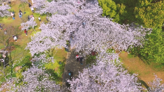 武汉东湖磨山樱花园春季风光