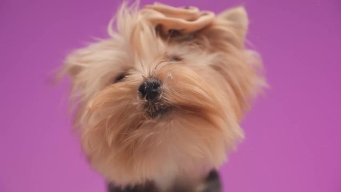 有趣的约克狗，戴着可爱的帽子舔透明玻璃，在工作室的粉色背景前饿了