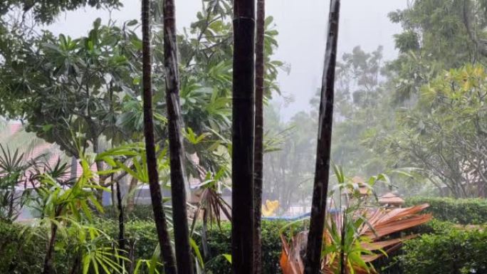 大雨和狂风在度假花园树上