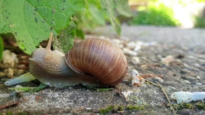 蜗牛吃叶子的高清延时视频