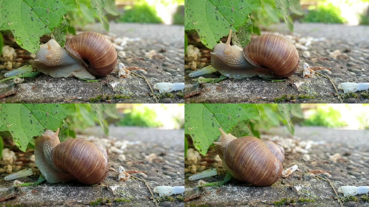 蜗牛吃叶子的高清延时视频