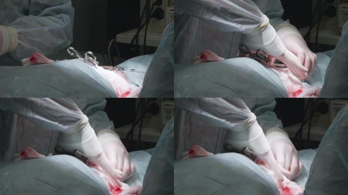 兽医对宠物的脊柱进行手术。医生戴着手套，将软组织推开以到达脊柱。动物脊柱手术的概念。