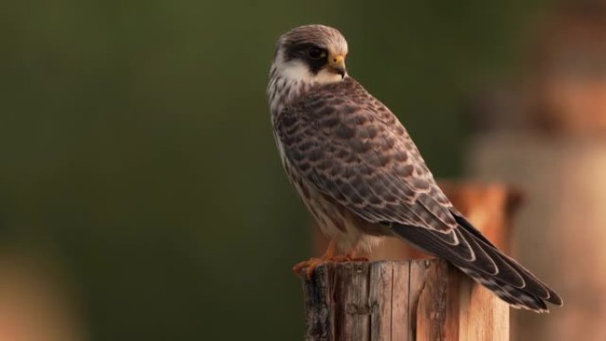 一只红脚猎鹰 (Falco vespertinus) 坐在木杆上环顾四周